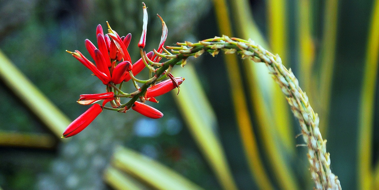 flower red floral free photo