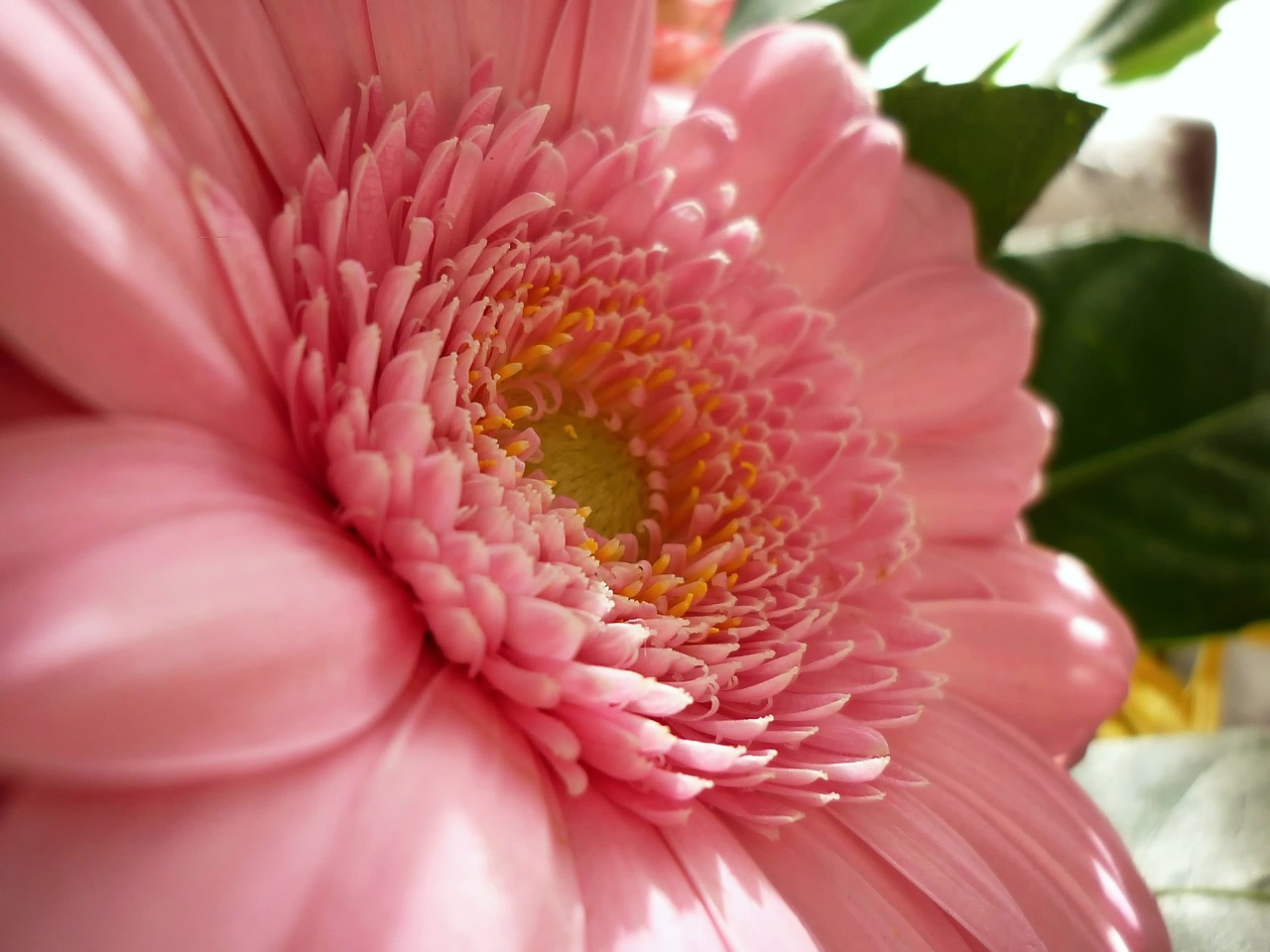 flower gerbera the delicacy free photo