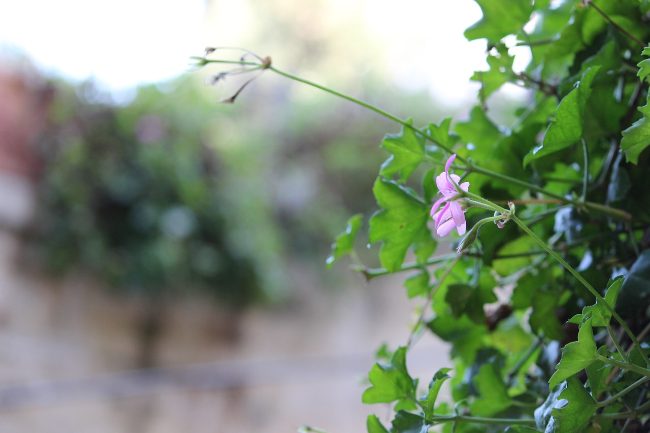 flower green pink free photo