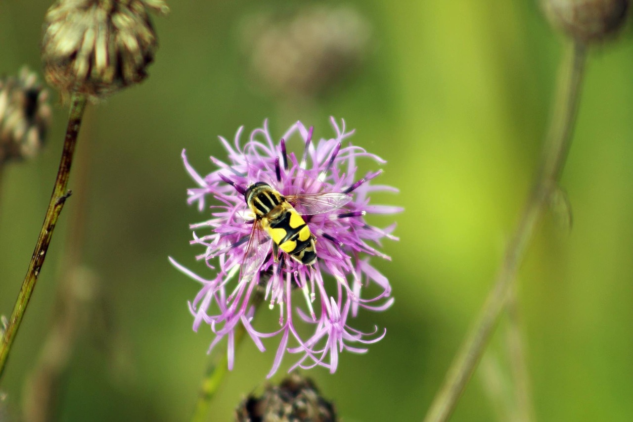 flower autumn flower autumn free photo