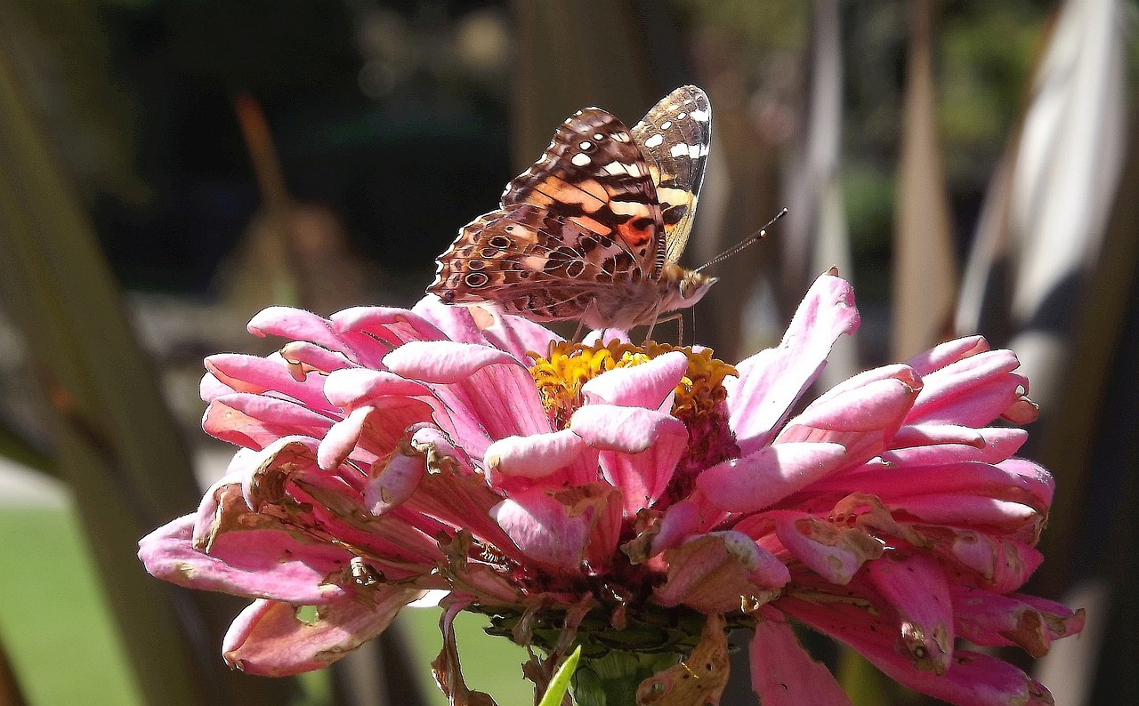 flower zinnia garden free photo