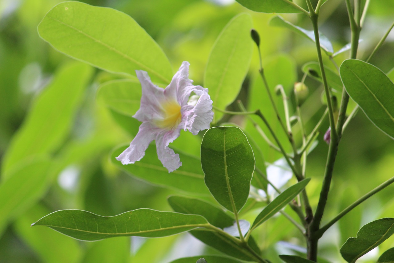 flower closeup white free photo