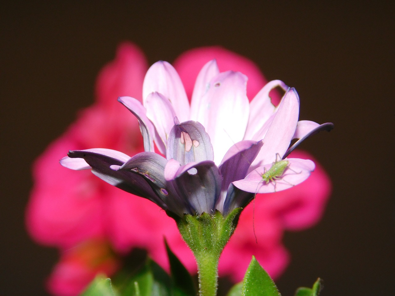 flower red spring free photo