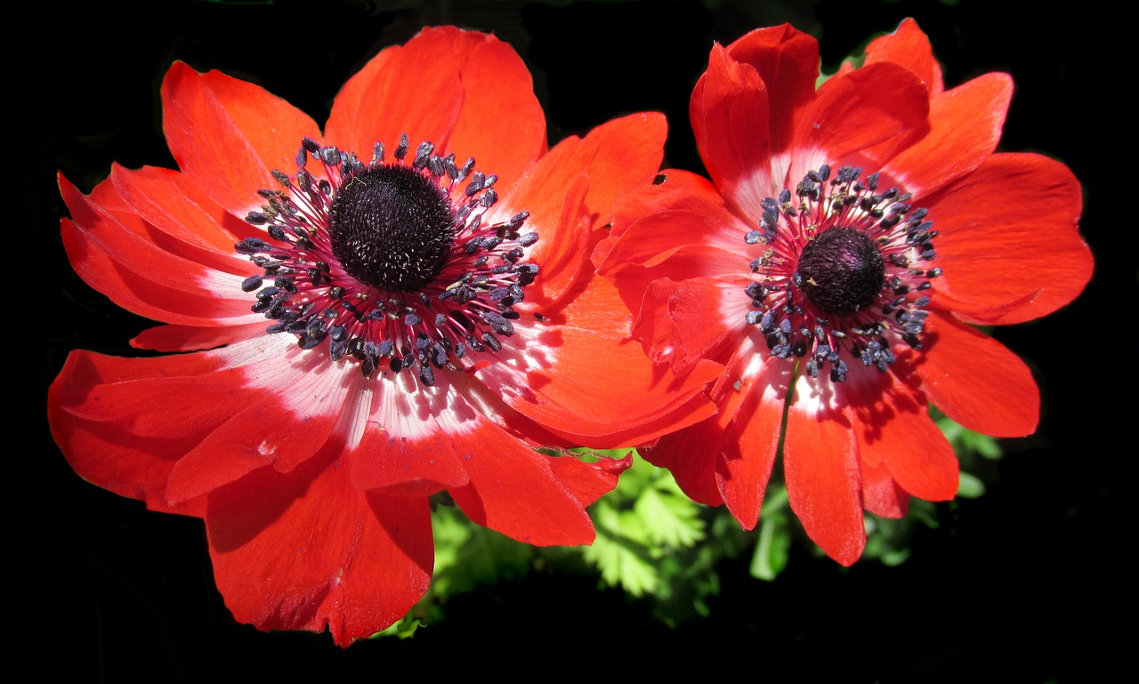 flower anemone red free photo