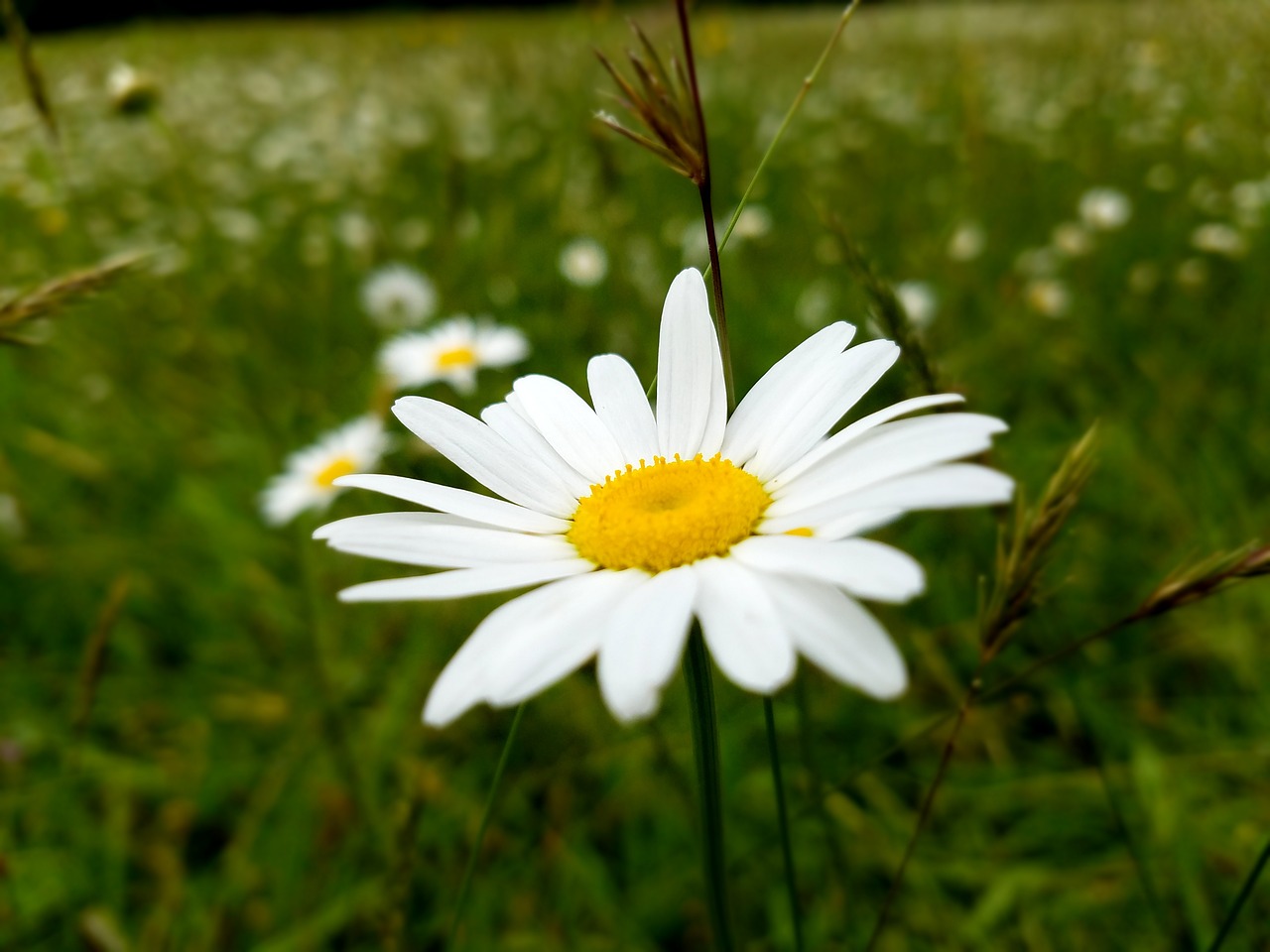 flower daisy nature free photo