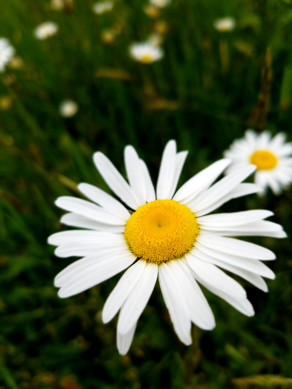 flower daisy nature free photo