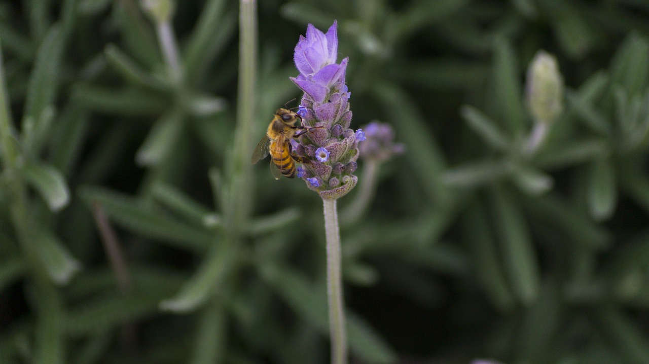 flower bee insect free photo