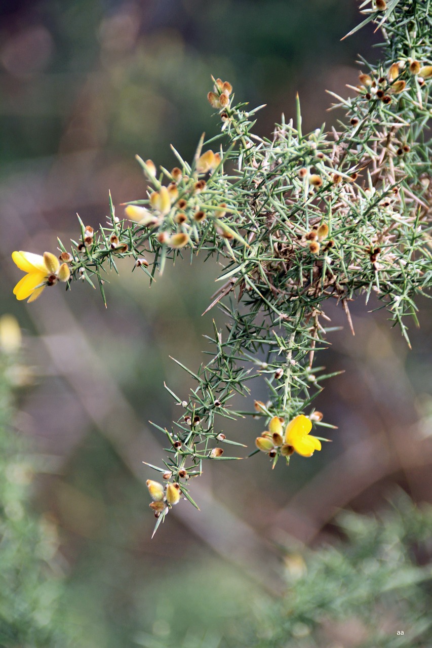 flower yellow country free photo