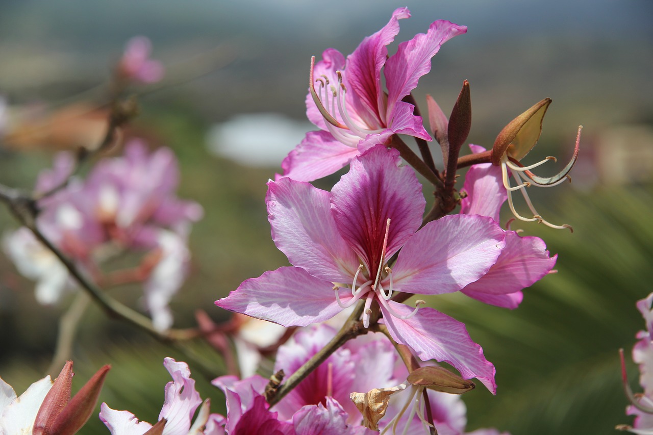 flower nature flowers free photo