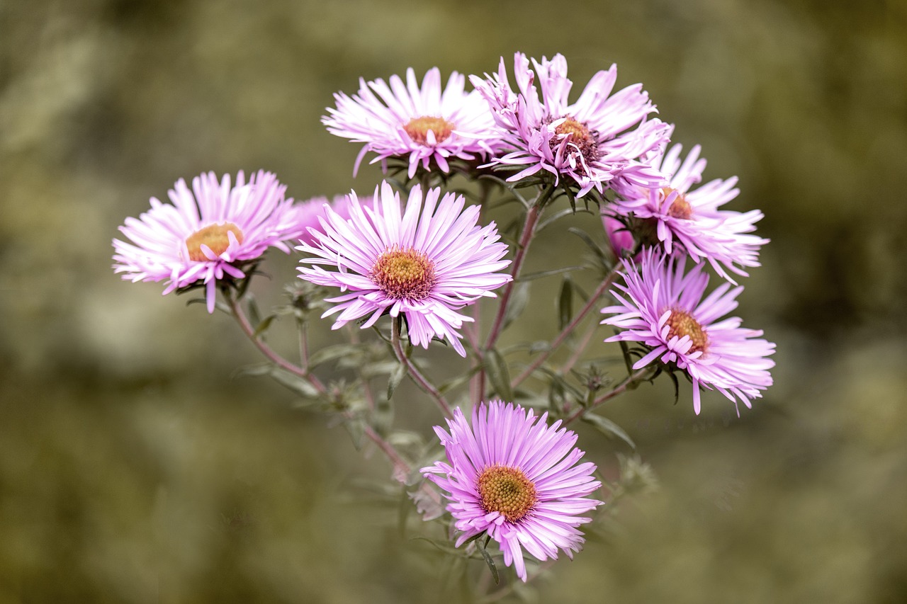 flower bloom autumn free photo