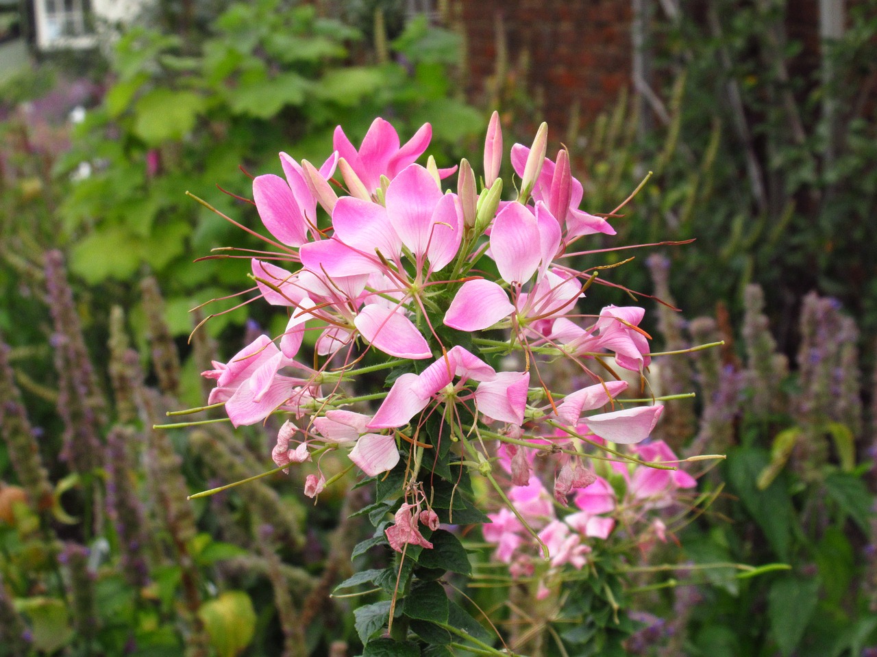 flower bloom drunk butterfly flower free photo