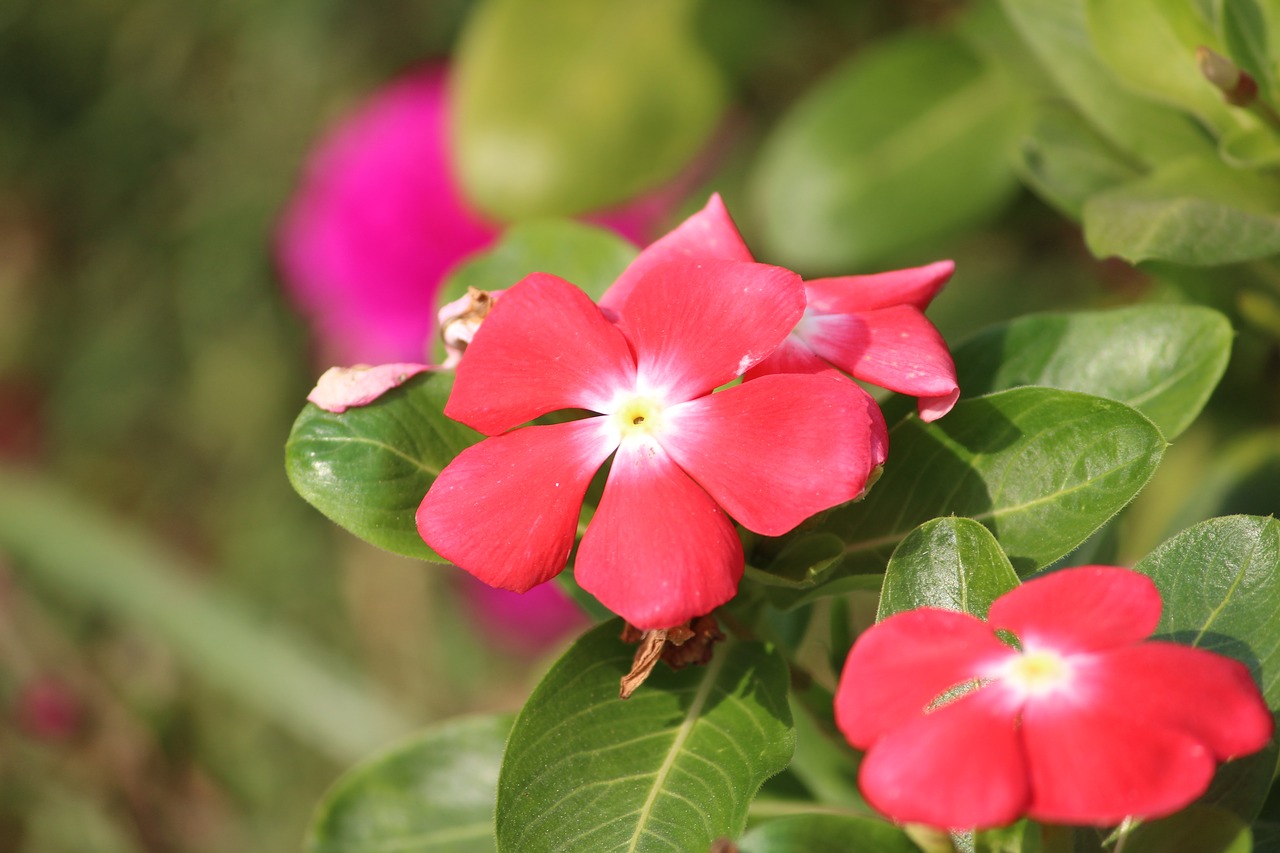 flower pink pink flowers free photo