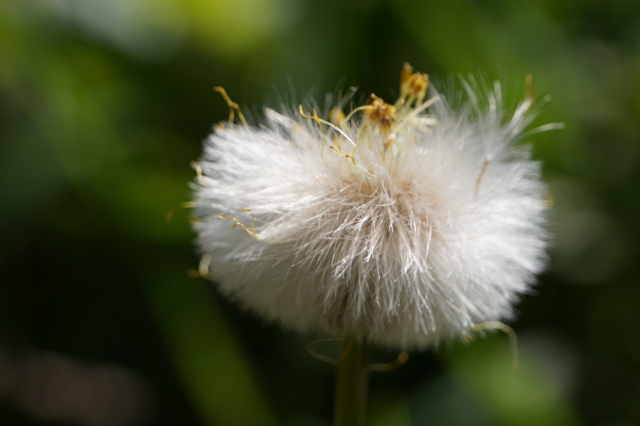 flower nature yellow free photo