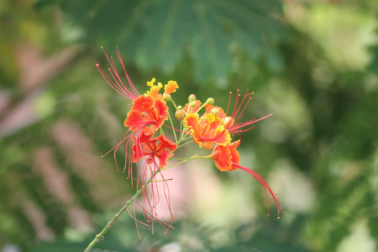 flower red nature free photo