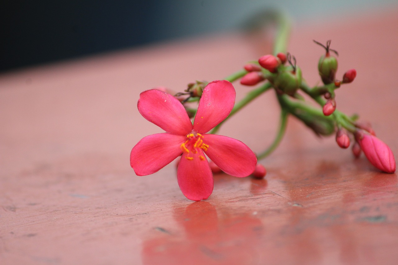 flower pink pink flowers free photo