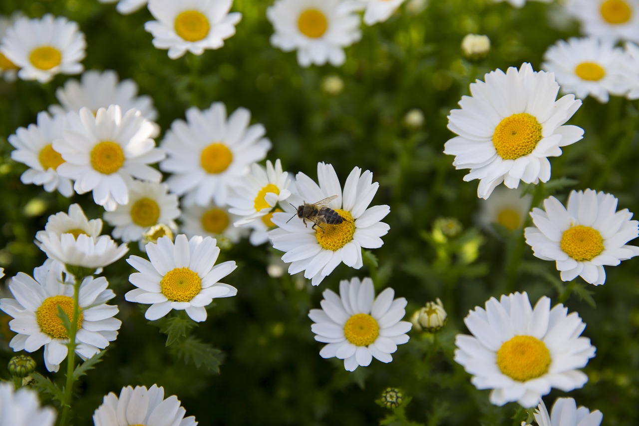 flower spring field free photo