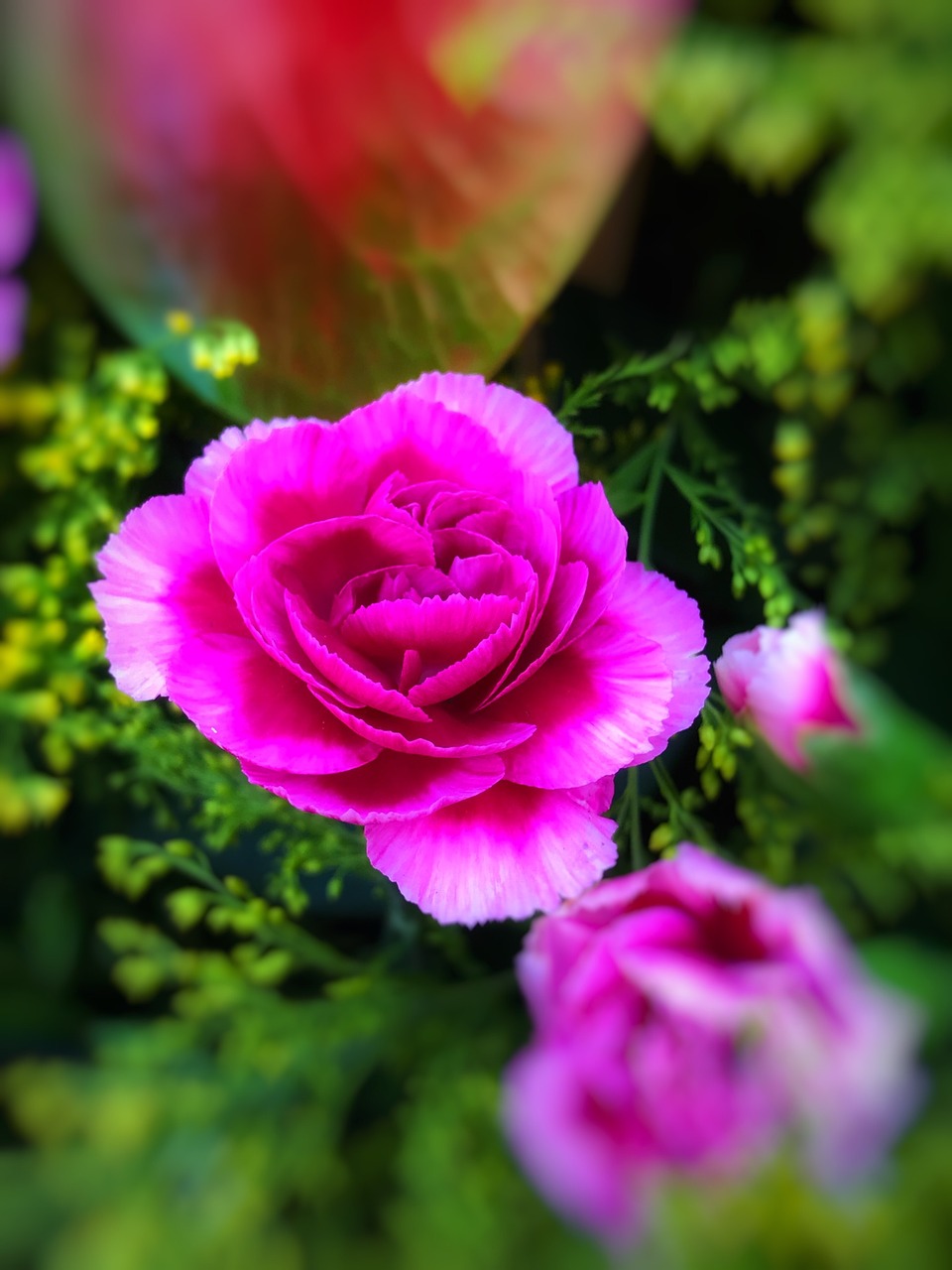 flower beauty dianthus free photo