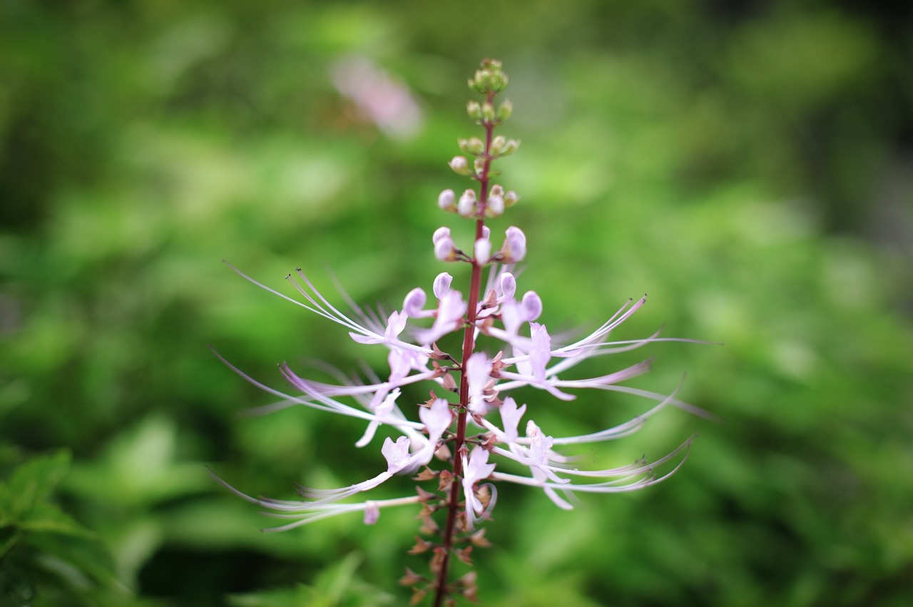 flower blossom bloom free photo