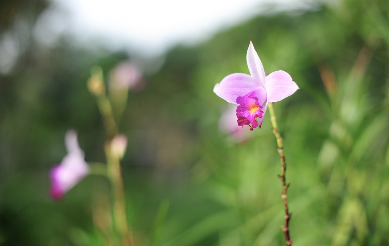 flower flora nature free photo