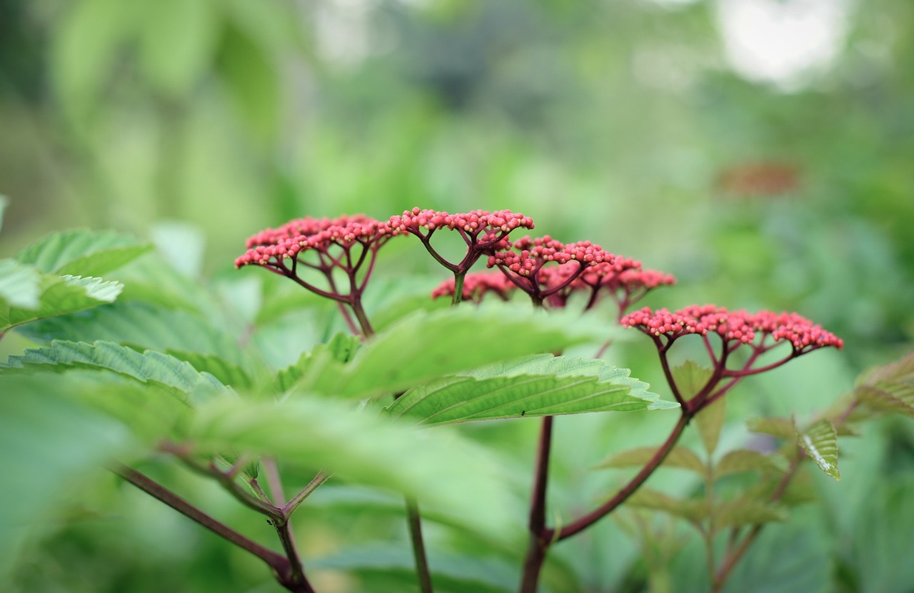 flower flora spring free photo