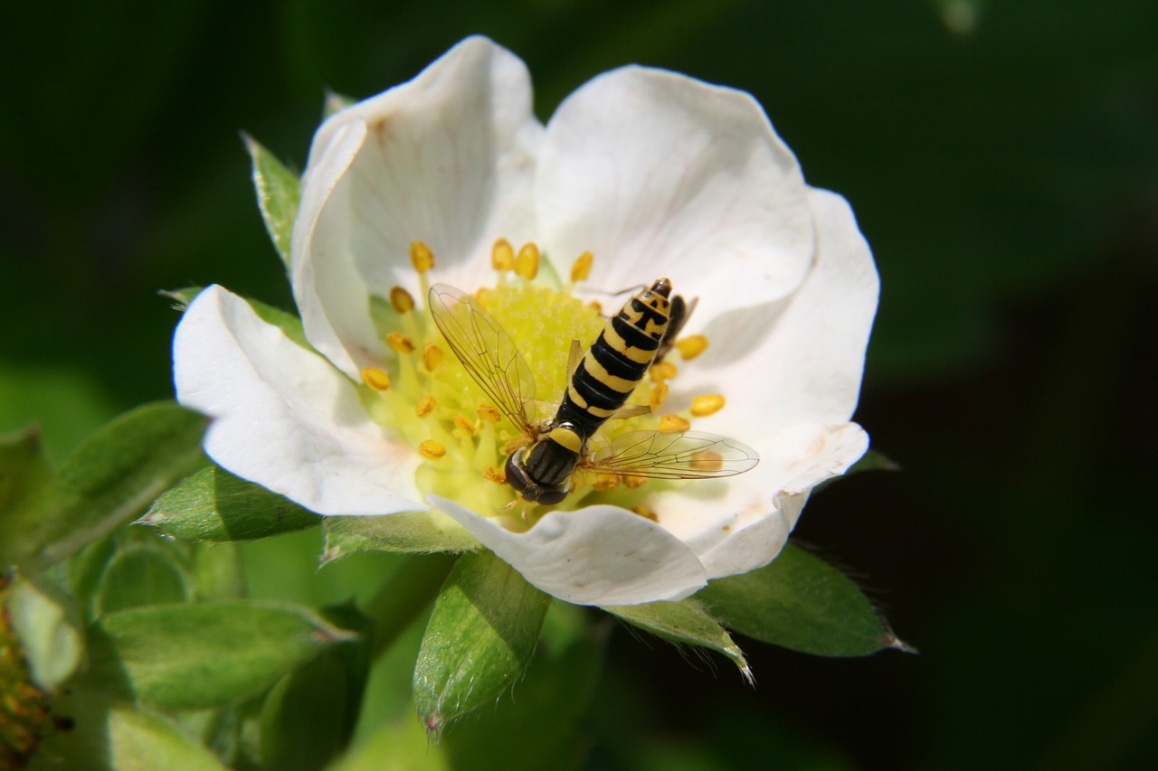 flower insect nature free photo