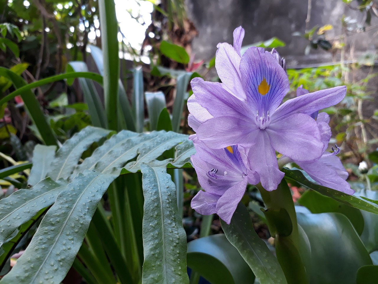 flower blue nature free photo