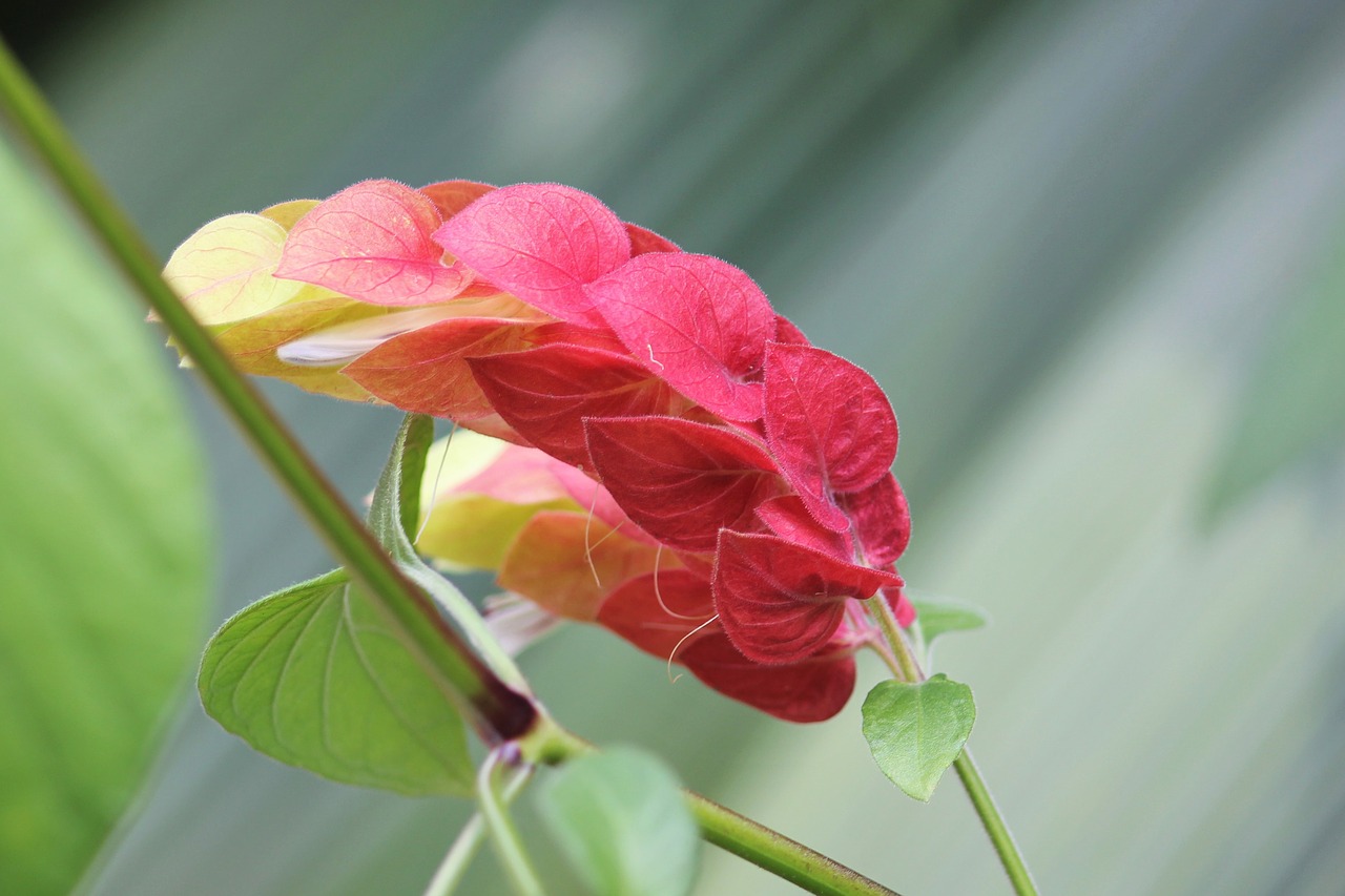 flower leaves nature free photo