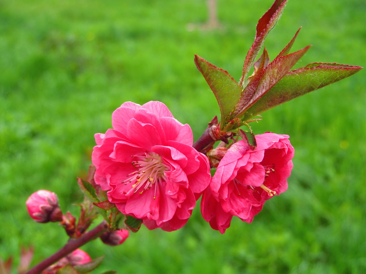 flower spring nature free photo