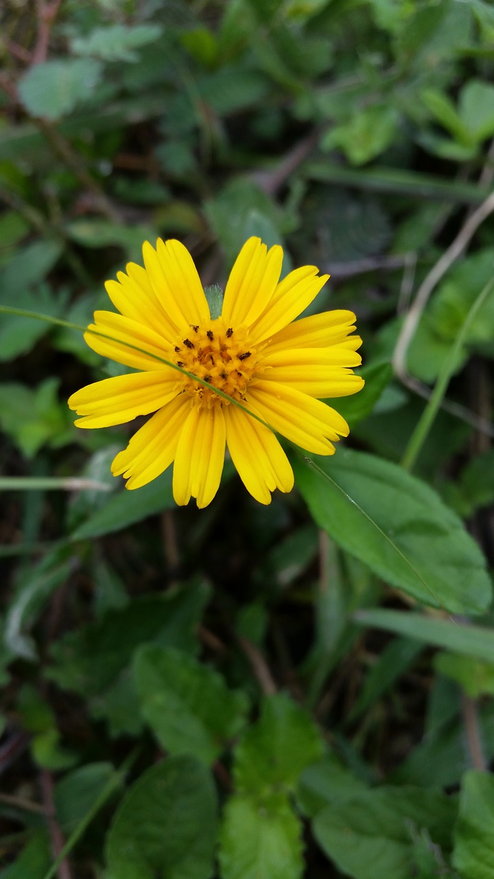 flower yellow brown free photo