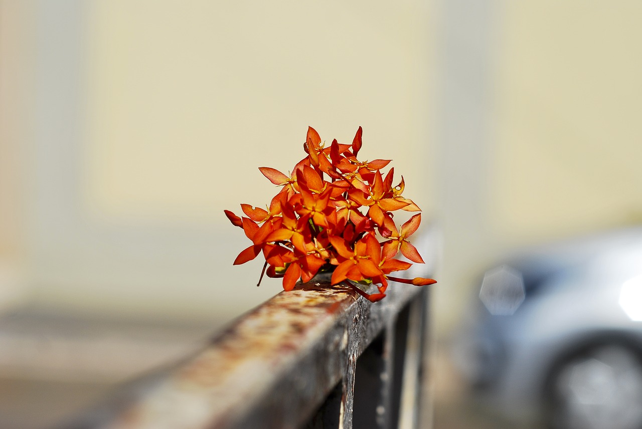 flower blurred background delicate free photo