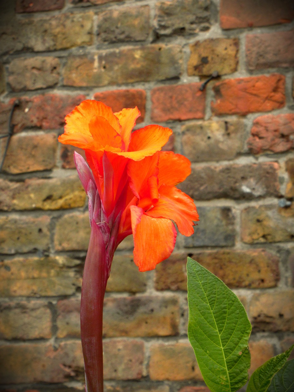 flower orange garden free photo