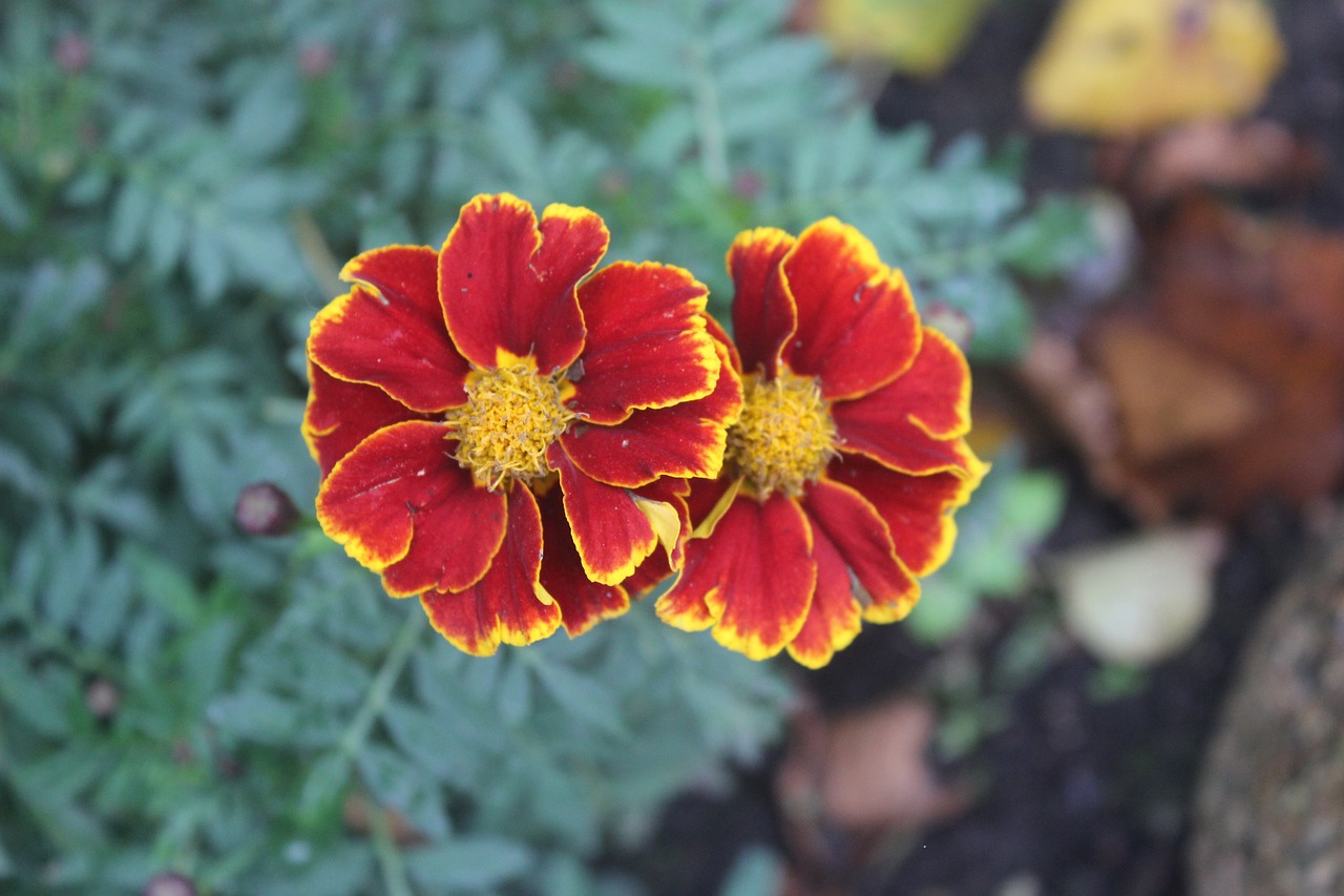 flower red nature free photo