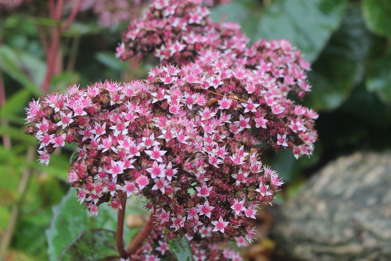 flower pink pink flowers free photo