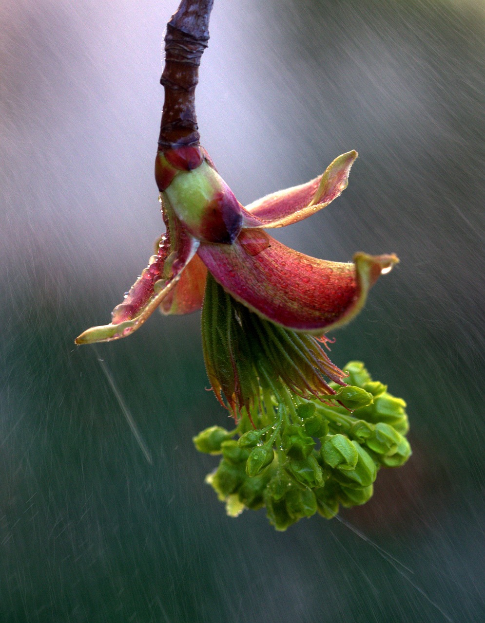 flower green rain free photo