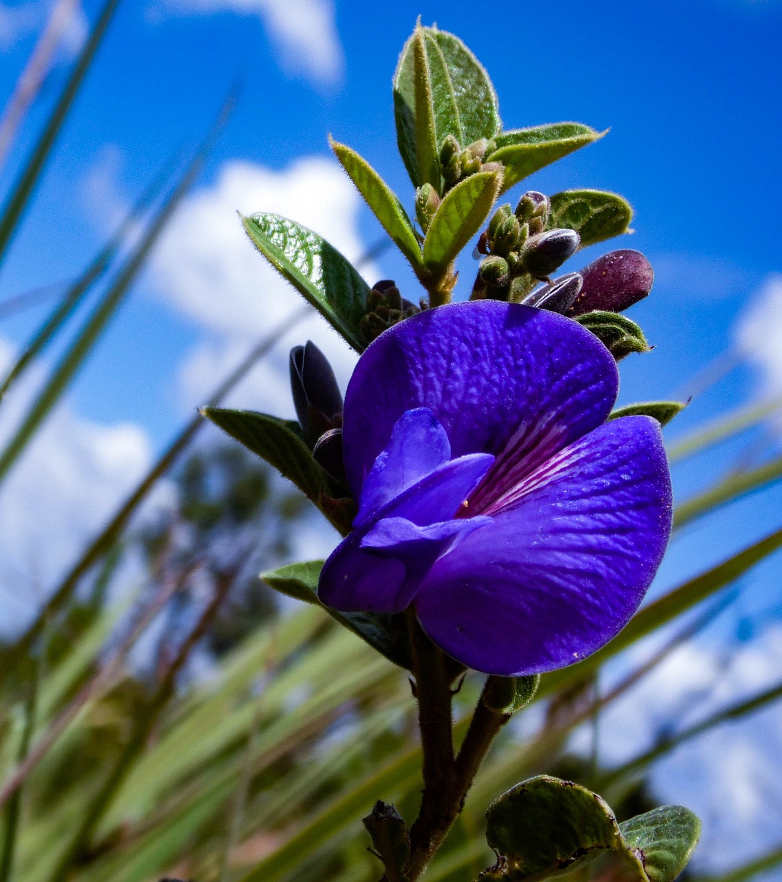 flower landscape field free photo