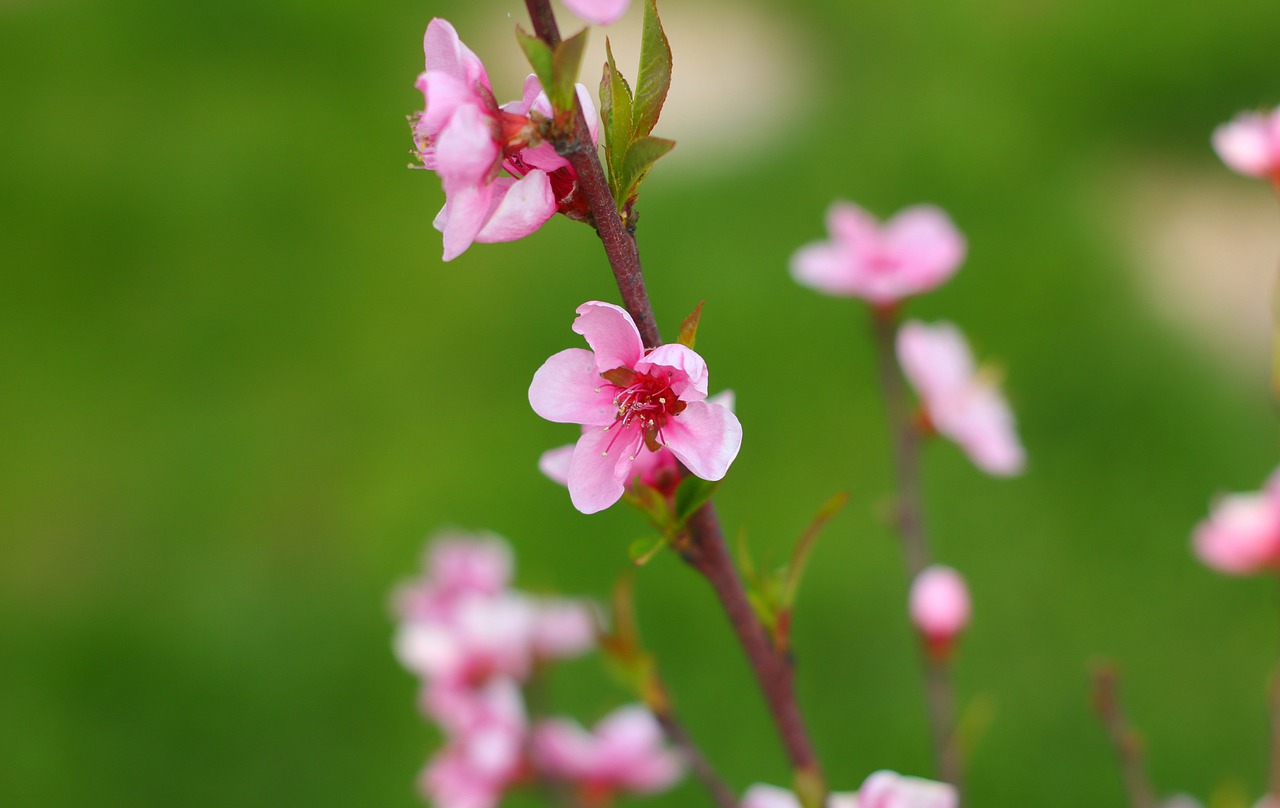 flower plant nature free photo