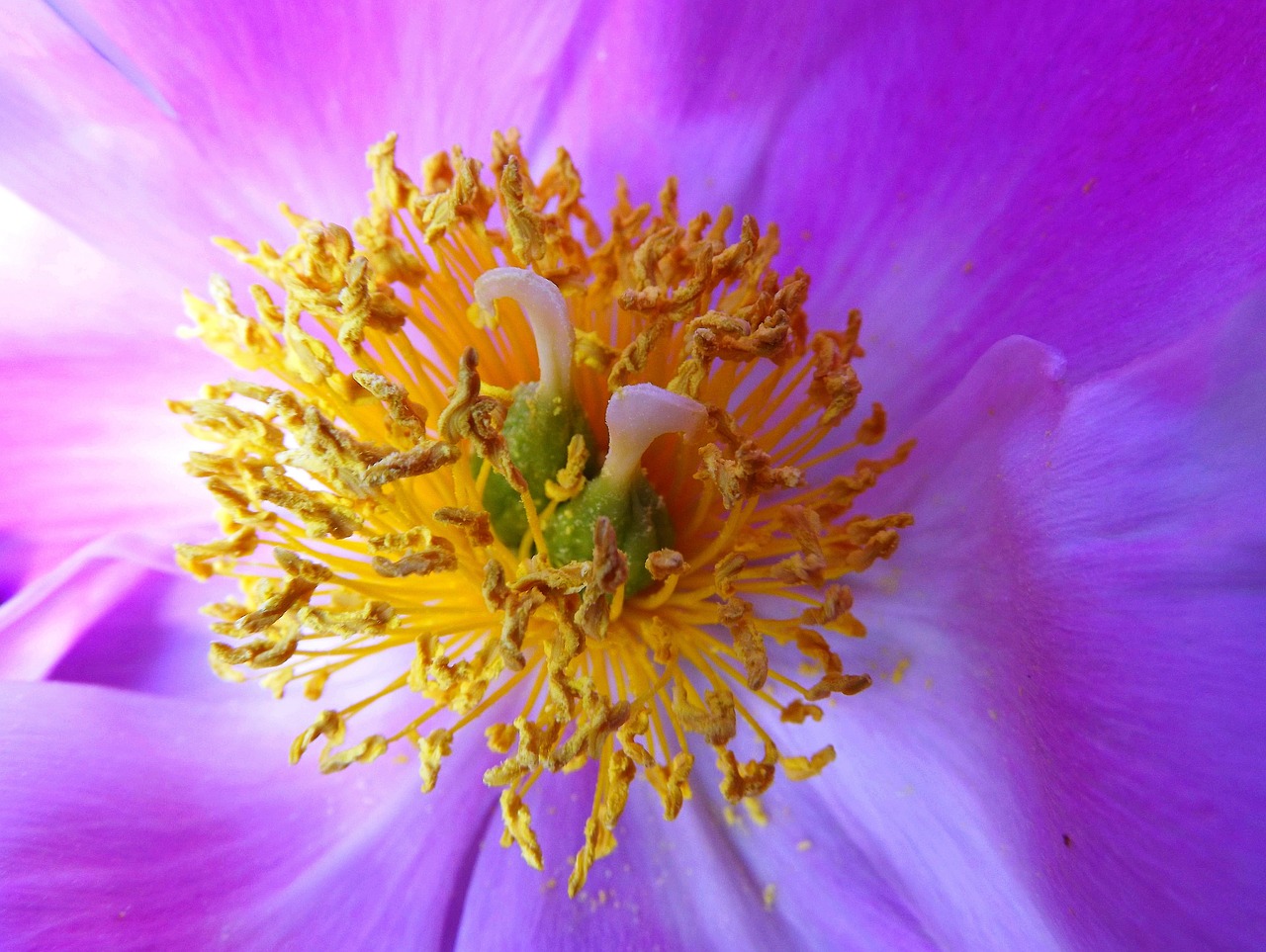 flower middle of the flower stamens free photo