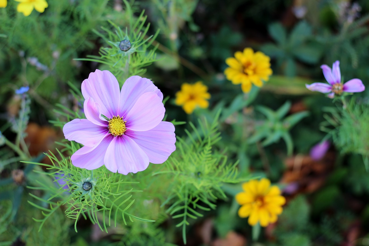 flower purple blossom free photo