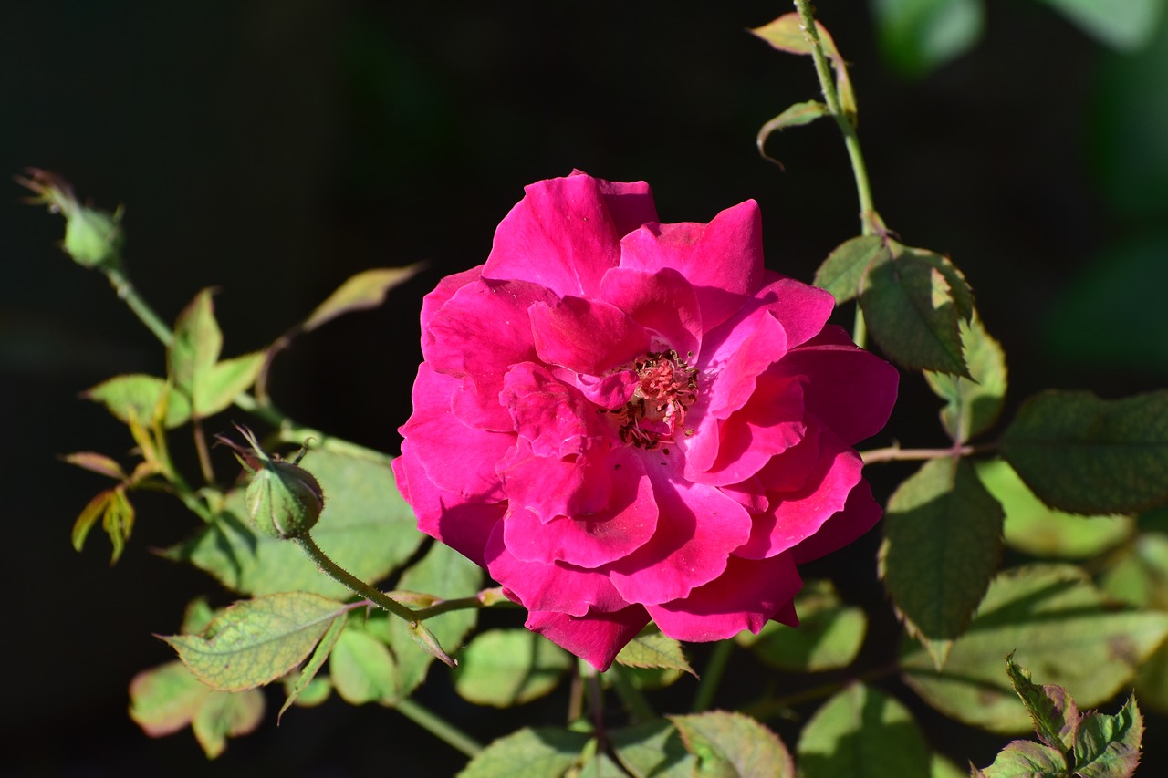 flower rose red free photo