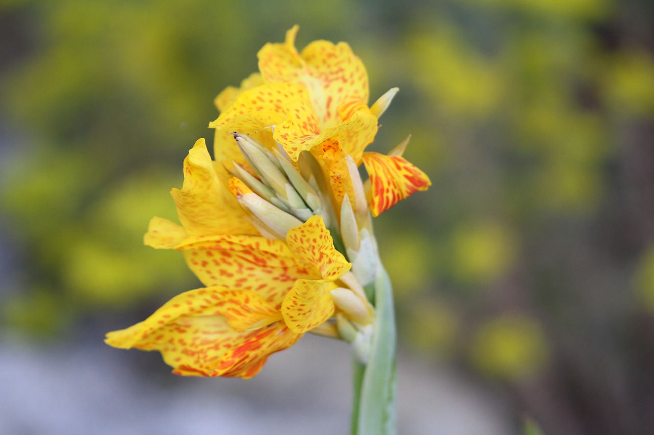 flower yellow yellow flowers free photo