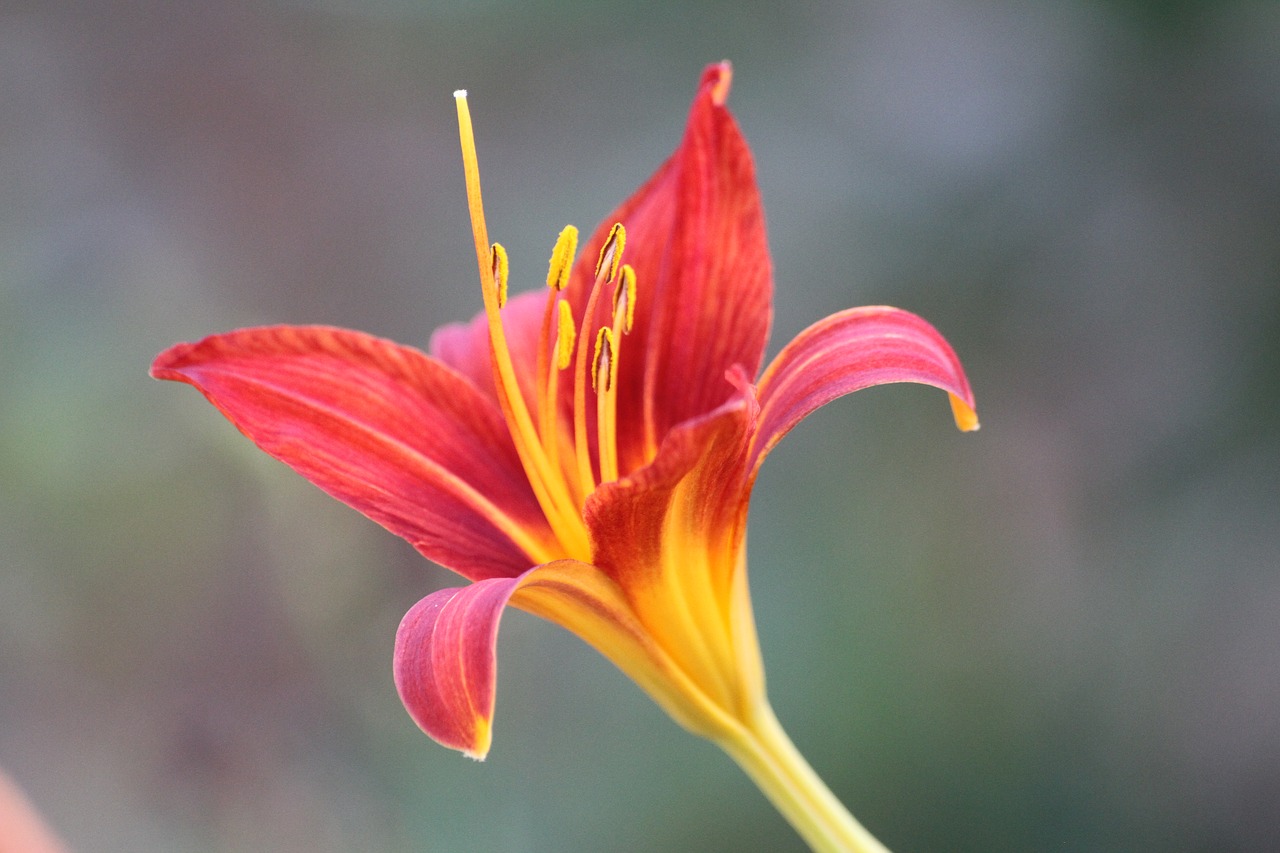 flower orange orange flowers free photo