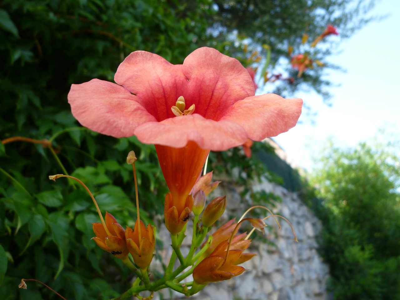 flower close red free photo