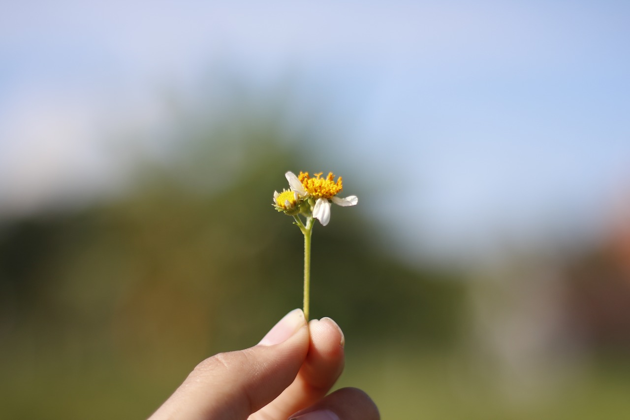 flower photography nature free photo