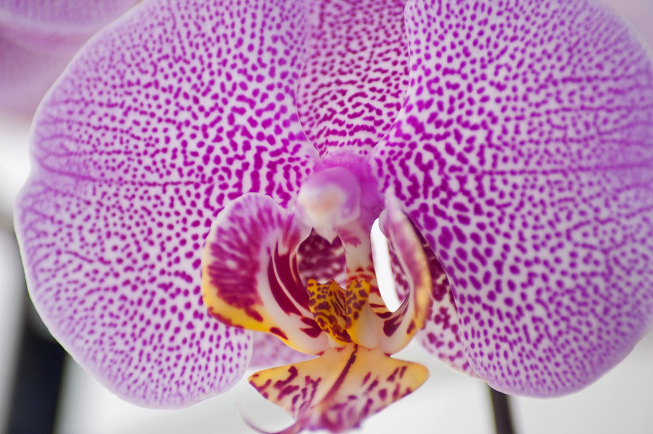 flower orchid purple free photo