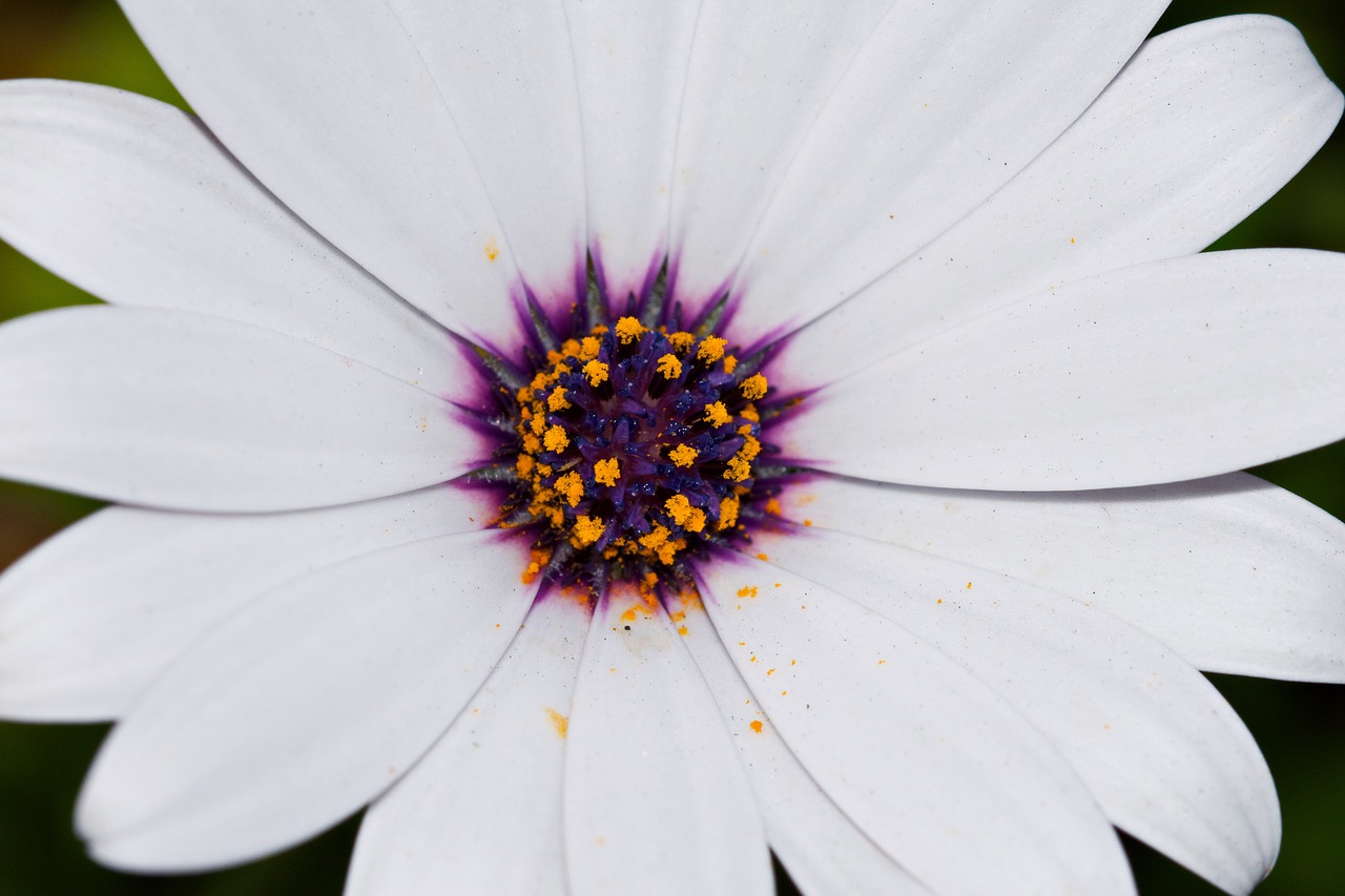 flower close up macro free photo