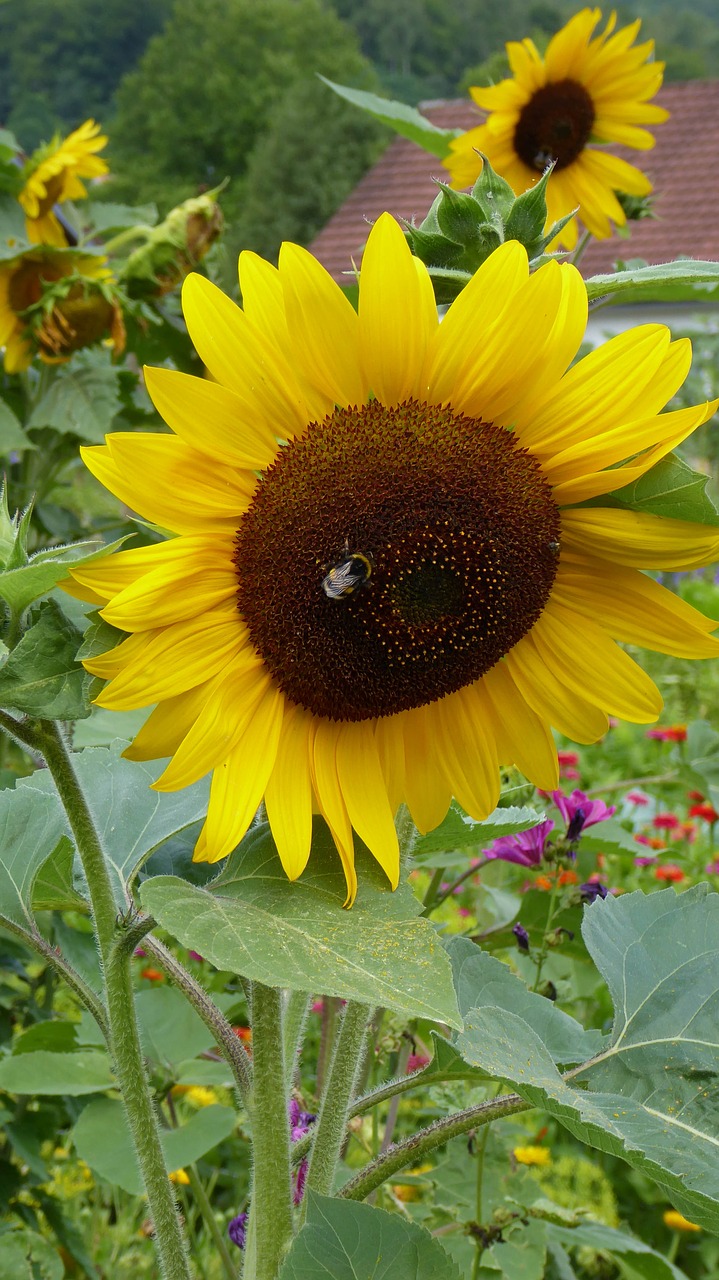 flower nature sun flower free photo