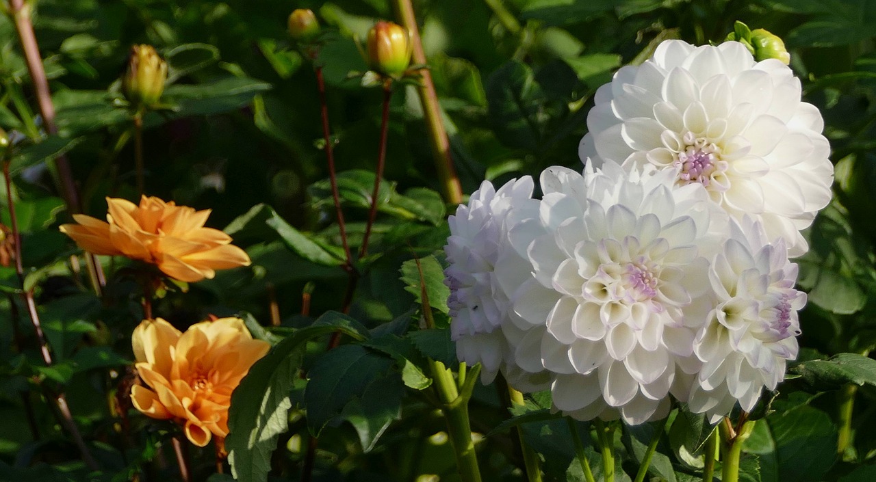 flower white dahlia free photo