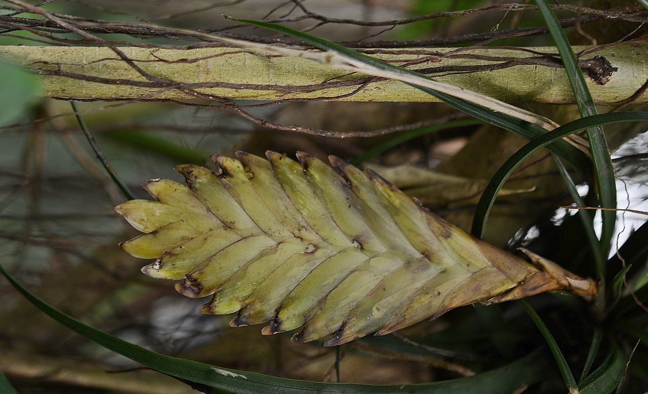 flower leaf leaves free photo