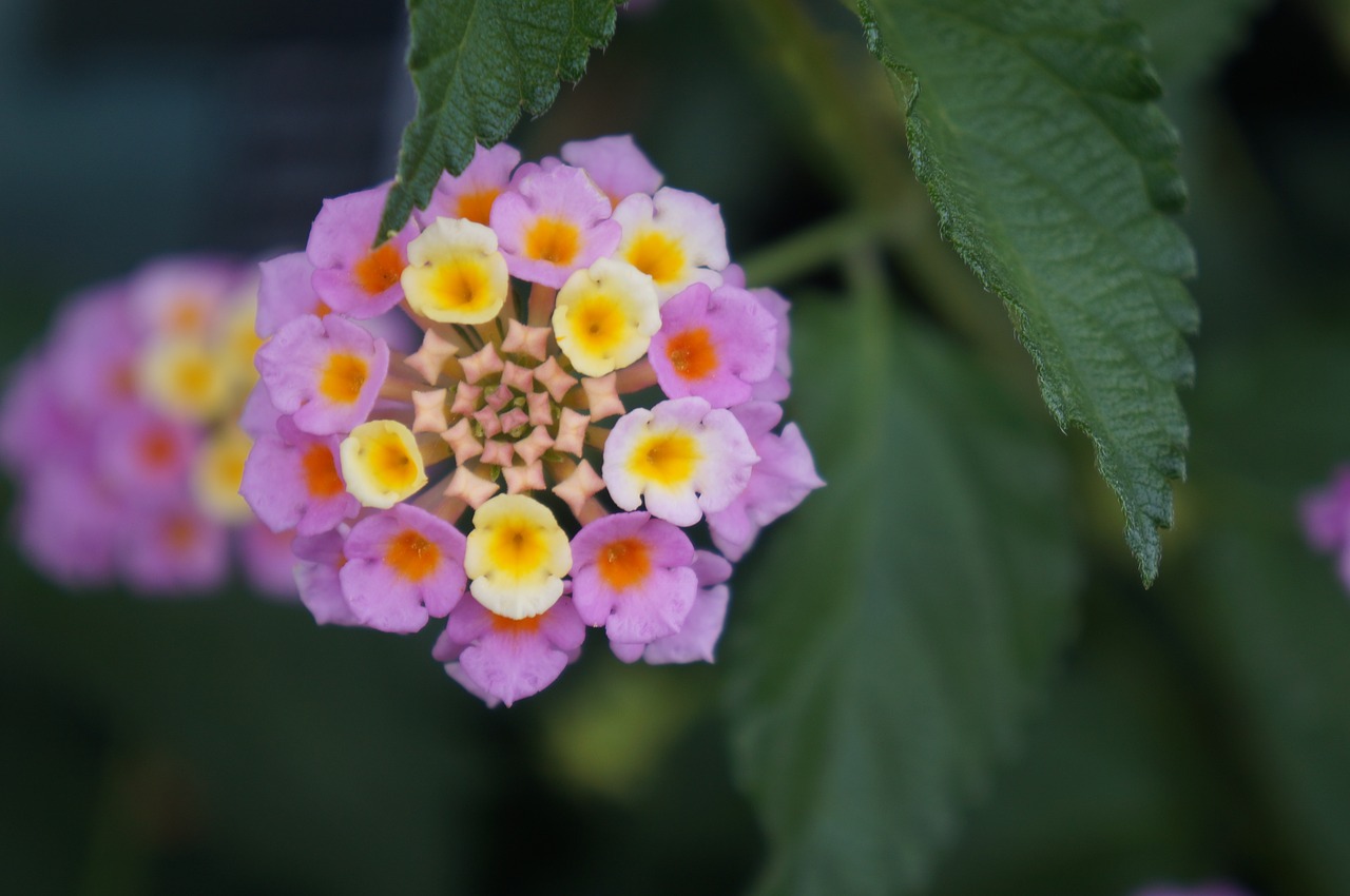 flower pretty colorful free photo