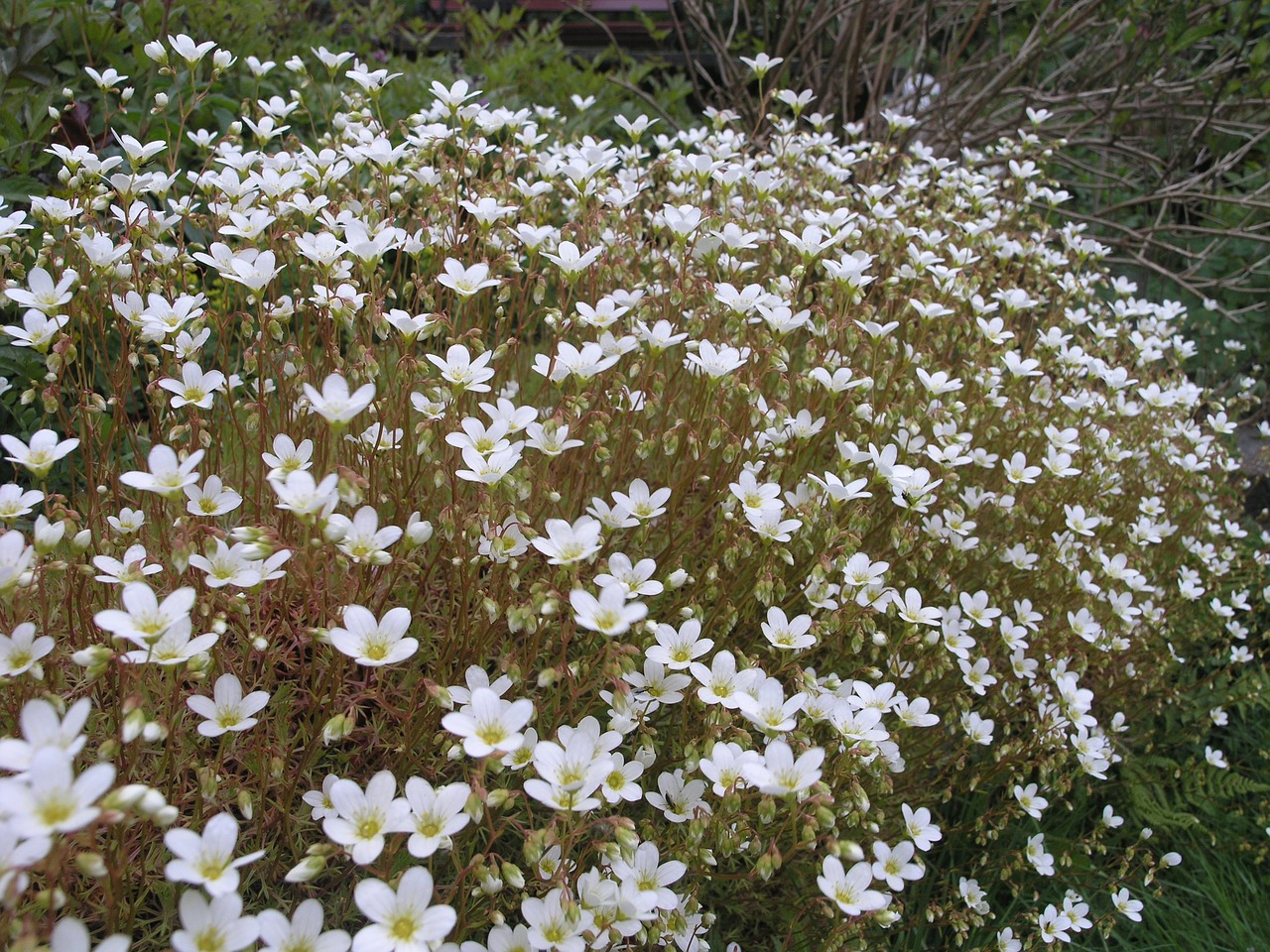 flower norway nature free photo